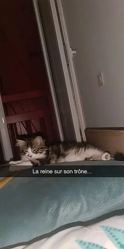Chat, Fenêtre, Comfort, Felidae, Carnivore, Bois, Grey, Small To Medium-sized Cats, Moustaches, House, Hardwood, Building, Queue, Bed, Living Room, Chien de compagnie, Door, Room