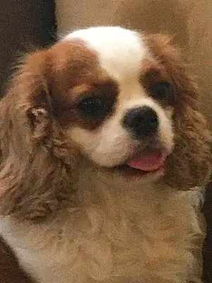 Nom King Charles Spaniel Chien Pagaille