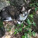 Chat, Felidae, Carnivore, Small To Medium-sized Cats, Moustaches, Plante, Herbe, Terrestrial Animal, Museau, Queue, Groundcover, Trunk, Soil, Domestic Short-haired Cat, Poil, Bois, Jungle, Canidae, Patte, Arbre