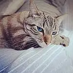 Chat, Yeux, Felidae, Carnivore, Small To Medium-sized Cats, Moustaches, Oreille, Iris, Comfort, Museau, Poil, Patte, Domestic Short-haired Cat, Griffe, Sieste, Cat Supply, Sleep