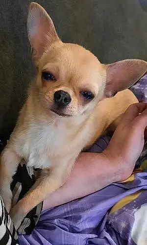Nom Chihuahua Chien Raiponce