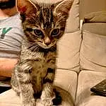 Chat, Felidae, Carnivore, Small To Medium-sized Cats, Moustaches, Gesture, Beard, Comfort, Museau, Chapi Chapo, T-shirt, Couch, Poil, Domestic Short-haired Cat, Patte, Griffe, Assis, Queue
