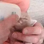 Gesture, Finger, Rat, Faon, Thumb, Nail, Museau, Rodent, Felidae, Bat, Cockatiel, Moustaches, Hamster, Small To Medium-sized Cats, White Footed Mice, Muroidea, Bird, Dormouse, Griffe, Pest