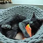 Comfort, Chat, Carnivore, Felidae, Grey, Moustaches, Small To Medium-sized Cats, Bombay, Museau, Queue, Terrestrial Animal, Cat Supply, Cat Bed, Domestic Short-haired Cat, Griffe, Poil, Chats noirs, Sieste