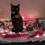 Light, Purple, Christmas Ornament, Carnivore, Rose, Chat, Plante, Arbre, Felidae, Magenta, Christmas Decoration, Ornament, Small To Medium-sized Cats, Event, NoÃ«l, Moustaches, Darkness, Art, Holiday, Hiver