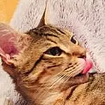 Chat, Yeux, Felidae, Carnivore, Small To Medium-sized Cats, Moustaches, Oreille, Faon, Museau, FenÃªtre, Terrestrial Animal, Domestic Short-haired Cat, Poil, Patte, Griffe, Wrinkle