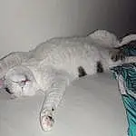 Chat, Comfort, Carnivore, Felidae, Grey, Small To Medium-sized Cats, Moustaches, Bed, Museau, Queue, Poil, Patte, Domestic Short-haired Cat, Griffe, Sieste, Terrestrial Animal, Linens, Sleep, Room