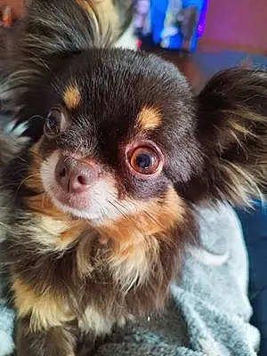 Nom Chihuahua Chien Queenie