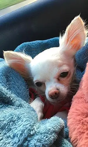 Nom Chihuahua Chien Lyla