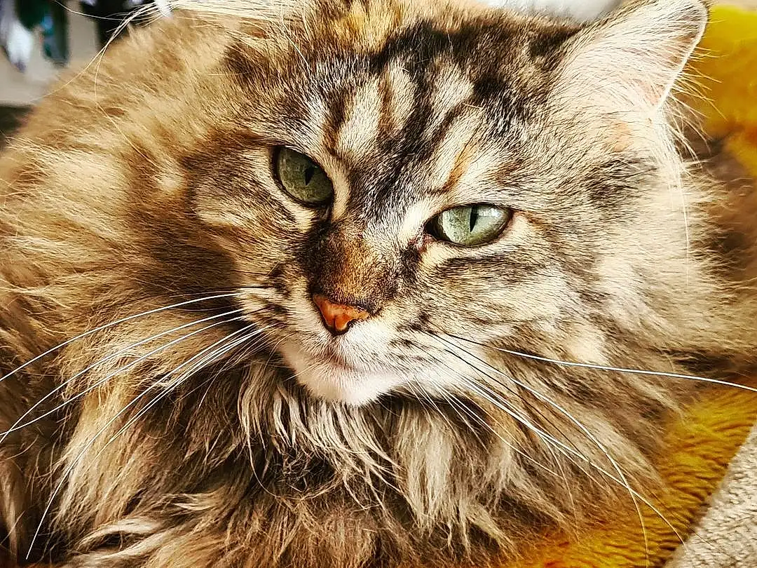 Chat, Yeux, Felidae, Carnivore, Small To Medium-sized Cats, Moustaches, Terrestrial Animal, Museau, Close-up, Poil, Maine Coon, Domestic Short-haired Cat, British Longhair, Photography