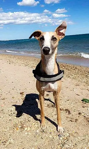 Nom Whippet Chien Lanzo