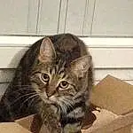 Chat, Felidae, Shipping Box, Carnivore, Small To Medium-sized Cats, Moustaches, Faon, Bois, Packaging And Labeling, Box, Carton, Packing Materials, Cardboard, Domestic Short-haired Cat, Paper Product, Poil, Basket, Paper Bag, Pet Supply, Paper