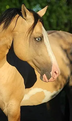 Nom Paint Horse Orage
