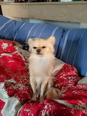 Nom Chihuahua Chien Rolex