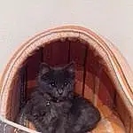 Chat, Felidae, Carnivore, Cat Supply, Small To Medium-sized Cats, Comfort, Pet Supply, Moustaches, Faon, Box, Cat Bed, Queue, Chats noirs, Basket, Poil, Domestic Short-haired Cat, Bois, Terrestrial Animal, Animal Shelter, Bag