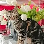 Chat, Felidae, Carnivore, Plante, Small To Medium-sized Cats, Moustaches, Comfort, Poil, Domestic Short-haired Cat, Fleur, Queue, Patte, Room, Assis, Drawer, Houseplant, Flower Arranging, Refrigerator