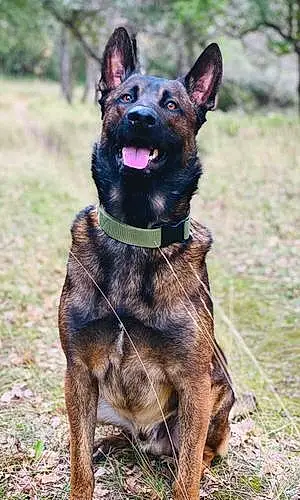 Nom Berger Malinois Chien Oxbow