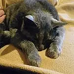 Chat, Felidae, Small To Medium-sized Cats, Bleu russe, Korat, Carnivore, Sieste, Moustaches, Chartreux, Museau, Sleep, Patte, Griffe, Poil, Burmese, Nebelung, Domestic Short-haired Cat, Oreille