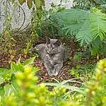 Vegetation, Chat, Felidae, Chat sauvage, Small To Medium-sized Cats, Leaf, Botany, Arbre, Terrestrial Animal, Plant Community, Plante, Herbe, Domestic Short-haired Cat, Chartreux, Carnivore, Nebelung, Bobcat, ForÃªt, Jungle