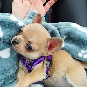 Nom Chihuahua Chien Toy