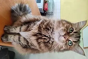 Nom Maine Coon Chat Nutella