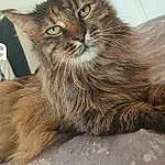 Chat, Felidae, Carnivore, Small To Medium-sized Cats, Moustaches, Faon, Museau, Terrestrial Animal, Domestic Short-haired Cat, Poil, Maine Coon, Patte, Griffe, British Longhair
