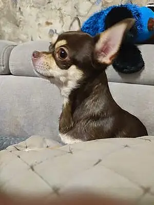 Nom Chihuahua Chien Pépite