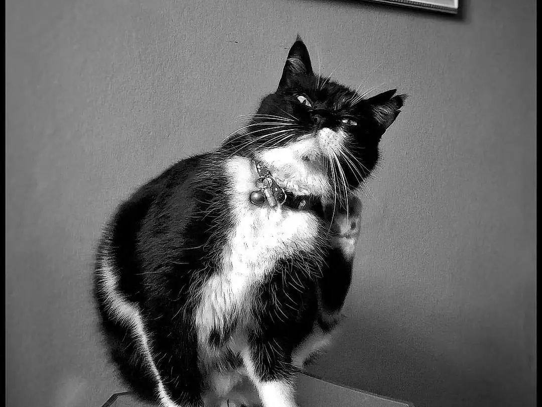 Chat, Blanc, Black, Felidae, FenÃªtre, Carnivore, Black-and-white, Small To Medium-sized Cats, Grey, Style, Moustaches, Picture Frame, Monochrome, Noir & Blanc, Museau, Queue, Poil, Rectangle, Room, Darkness