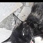 Chat, Chats noirs, Small To Medium-sized Cats, Felidae, Black, Moustaches, Nez, Black-and-white, Museau, Carnivore, Yeux, Chatons, Ciel, Domestic Short-haired Cat, Oreille, Iris, Photography, Poil