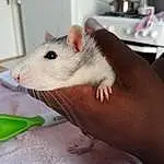 Rat, Mouse, Gerbil, Peau, Muridae, Hamster, Moustaches, Muroidea, Rodent, Nez, Finger, Pest, Yeux, Hand, Museau, Marsupial, Nail, Poil