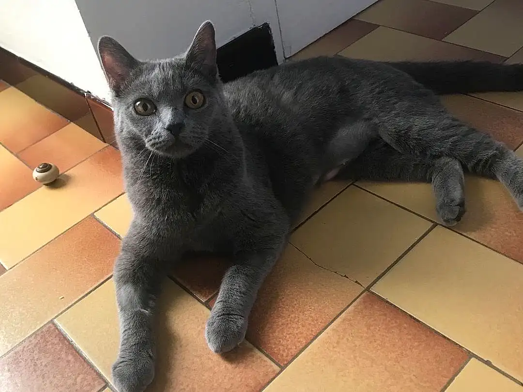 Chat, Small To Medium-sized Cats, Felidae, Bleu russe, Korat, Chartreux, Domestic Short-haired Cat, Moustaches, British Shorthair, Carnivore, Chats noirs, Nebelung, Tile, Queue, European Shorthair