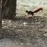 Squirrel, Queue, Arbre, Rodent