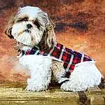 Chien, Canidae, Race de chien, Shih Tzu, Dog Clothes, Chien de compagnie, LÃ¶wchen, Chinese Imperial Dog, Carnivore, Chiots, Museau, Lhassa Apso, Kyi-leo, Design, Toy Dog, Non-sporting Group, Rare Breed (dog), Pattern