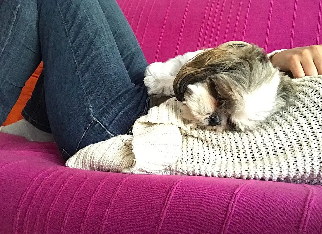 Shih Tzu, Chien, Canidae, Chien de compagnie, Sieste, Chiot dâ€™amour, Race de chien, Comfort, Non-sporting Group, Chiots, Toy Dog, Carnivore, Chinese Imperial Dog, Japanese Chin, Pillow, Lhassa Apso, Oreille, Couch