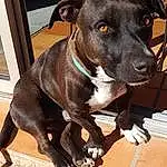 Chien, Race de chien, Canidae, American Pit Bull Terrier, Carnivore, Museau, Non-sporting Group, Rare Breed (dog), American Staffordshire Terrier, Patterdale Terrier, Pit Bull, Faon, Terrier, Moustaches
