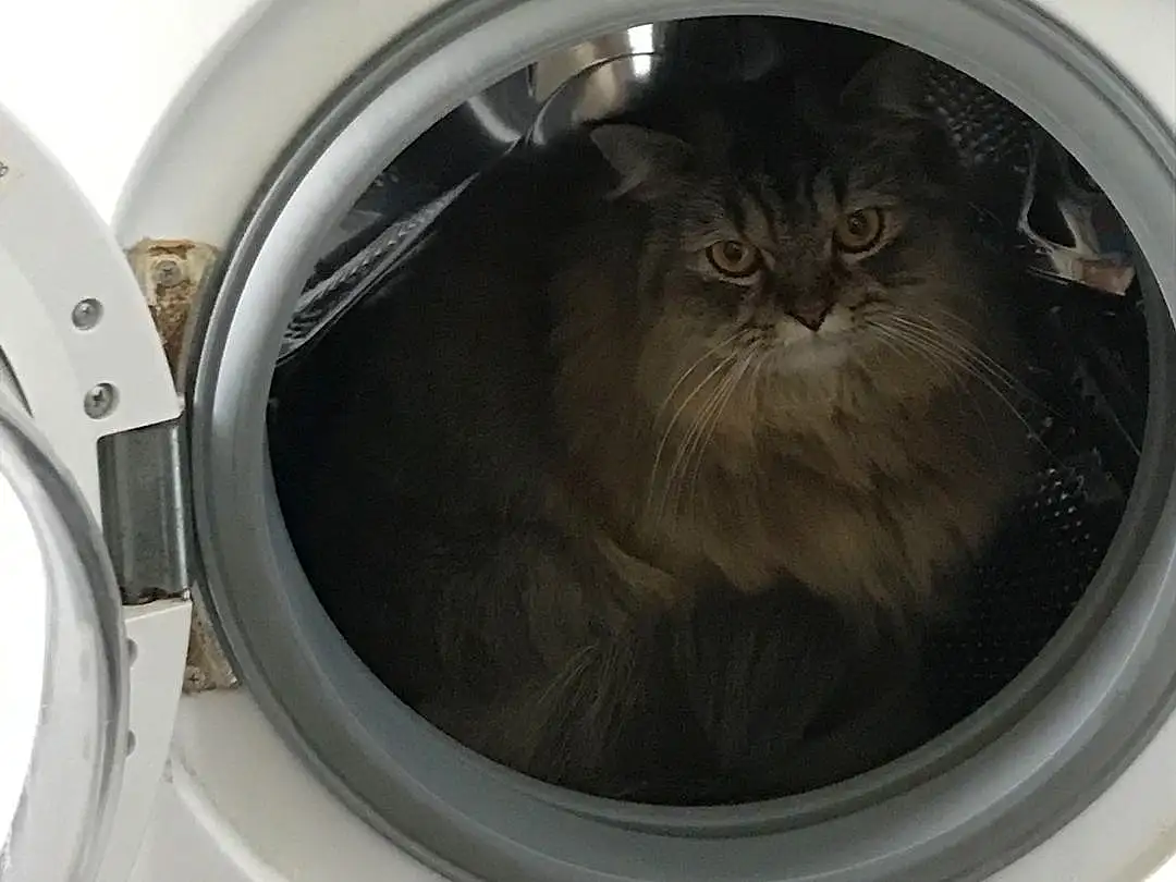 Washing Machine, Clothes Dryer, Major Appliance, Home Appliance, Chat, Washing, Felidae, Small To Medium-sized Cats, Moustaches, FenÃªtre, Laundry