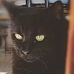 Chat, Chats noirs, Small To Medium-sized Cats, Moustaches, Felidae, Black, Bombay, Carnivore, Museau, Yeux, Domestic Short-haired Cat, Asiatique, Domestic Long-haired Cat, Burmese, Poil, Queue