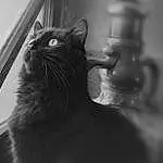 Chat, Black, Moustaches, Blanc, Black-and-white, Chats noirs, Small To Medium-sized Cats, Felidae, Monochrome, Noir & Blanc, Yeux, Museau, Photography, Carnivore, Poil, Oreille, NorvÃ©gien, Stock Photography, Style, Queue