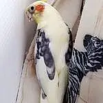 Bird, Cockatiel, Beak, Parrot, Cockatoo, Parakeet, Wing, Budgie, Queue, Feather
