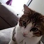 Chat, Small To Medium-sized Cats, Felidae, Moustaches, Carnivore, Chat de l’Egée, American Wirehair, Domestic Short-haired Cat, Chatons, European Shorthair, Poil, Faon, Oreille