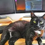 Chat, Small To Medium-sized Cats, Felidae, Chats noirs, Moustaches, Carnivore, Griffe, Poil, Chatons, Domestic Short-haired Cat, Patte, Asiatique, Queue, European Shorthair, Polydactyl Cat