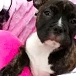 Chien, Race de chien, Canidae, Chiots, Carnivore, Bouledogue, Museau, Non-sporting Group, American Pit Bull Terrier, Chien de compagnie, American Staffordshire Terrier, Staffordshire Bull Terrier, Rare Breed (dog), Faon, Boston Terrier, Valley Bulldog, Pit Bull