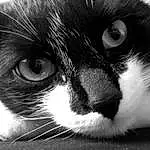 Chat, Moustaches, Small To Medium-sized Cats, Black, Felidae, Black-and-white, Blanc, Nez, Museau, Yeux, Close-up, Head, Carnivore, Poil, Noir & Blanc, Photography, Chats noirs