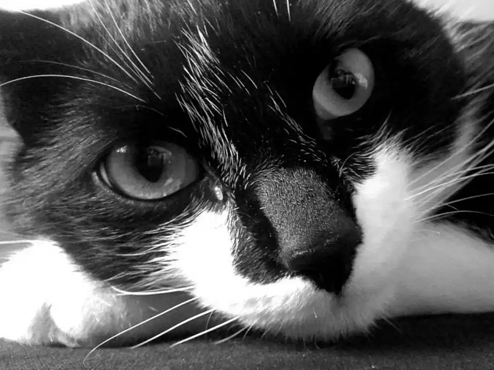 Chat, Moustaches, Small To Medium-sized Cats, Black, Felidae, Black-and-white, Blanc, Nez, Museau, Yeux, Close-up, Head, Carnivore, Poil, Noir & Blanc, Photography, Chats noirs