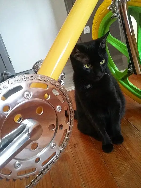 Chat, Felidae, Small To Medium-sized Cats, Chats noirs, Tire, Spoke, Wheel, Moustaches, Bicycle Part, Bicycle Wheel, Rim, Auto Part, Carnivore, Bicycle Drivetrain Part, Automotive Wheel System, Bicycle Accessory, American Shorthair, Domestic Short-haired Cat, Chatons, Vehicle