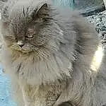 Chat, Small To Medium-sized Cats, Domestic Long-haired Cat, Felidae, British Longhair, Moustaches, British Semi-longhair, Persan, Asian Semi-longhair, Carnivore, NorvÃ©gien, Ragamuffin, Nebelung, SibÃ©rien, Faon