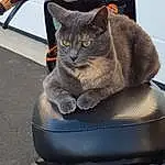 Chat, Felidae, Small To Medium-sized Cats, Baggage, Baby Carriage, Footwear, Moustaches, Domestic Short-haired Cat, Bag, Wheel, Luggage And Bags, Carnivore, Vehicle, Shoe, Car Seat