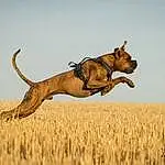 Chien, Canidae, Carnivore, Race de chien, Jumping, Boerboel, Hunting Dog, Lure Coursing, Alano EspaÃ±ol, Chien de chasse