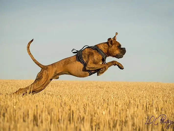 Chien, Canidae, Carnivore, Race de chien, Jumping, Boerboel, Hunting Dog, Lure Coursing, Alano EspaÃ±ol, Chien de chasse
