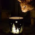 Chat, Small To Medium-sized Cats, Felidae, Light, Cup, Moustaches, Lighting, Darkness, Drinkware, Still Life Photography, Night, Chatons, Carnivore, Tableware